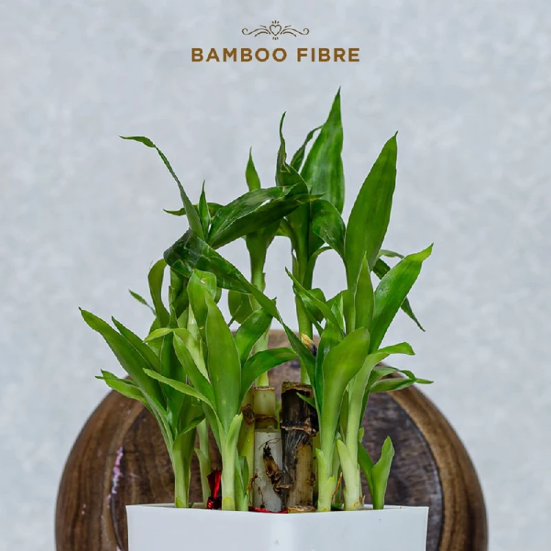 Pee Safe Biodegradable Sanitary Pads-Leak-Proof, Soft, And Rash-Free Period Protection, 10 Pads-3.webp